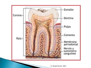 Cuando la mandíbula se desplaza a una
posición propulsiva se generan contactos
dentarios anteriores adecuados, que
desoclu...