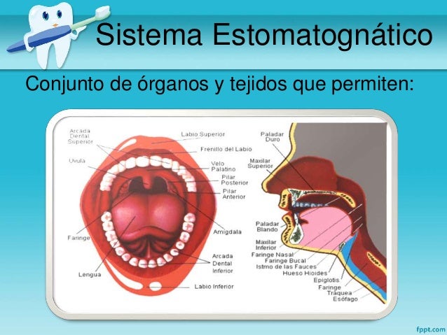 Resultado de imagen para sistema estomatognatico