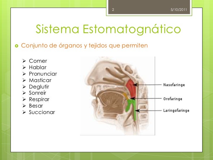 Sistema estomatognático