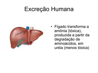 Excreção Humana

        • Fígado transforma a
          amônia (tóxica),
          produzida a partir da
          degradação de
          aminoácidos, em
          uréia (menos tóxica)
 