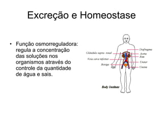 Excreção e Homeostase

• Função osmorreguladora:
  regula a concentração
  das soluções nos
  organismos através do
  controle da quantidade
  de água e sais.
 