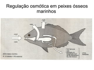 Regulação osmótica em peixes ósseos
            marinhos
 