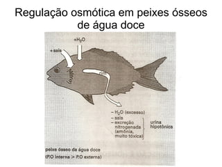 Regulação osmótica em peixes ósseos
           de água doce
 