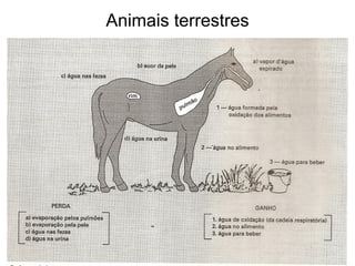 Animais terrestres
 