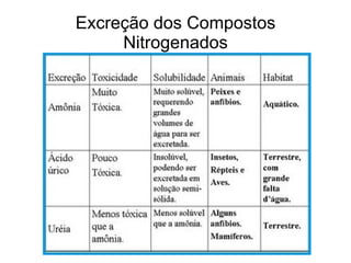 Excreção dos Compostos
     Nitrogenados
 