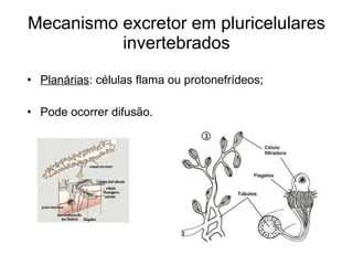 Mecanismo excretor em pluricelulares
          invertebrados
• Planárias: células flama ou protonefrídeos;

• Pode ocorrer difusão.
 