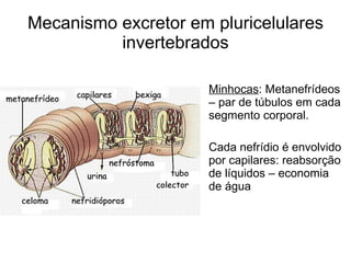 Mecanismo excretor em pluricelulares
          invertebrados

                    • Minhocas: Metanefrídeos
                      – par de túbulos em cada
                      segmento corporal.

                    • Cada nefrídio é envolvido
                      por capilares: reabsorção
                      de líquidos – economia
                      de água
 