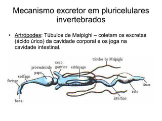 Mecanismo excretor em pluricelulares
           invertebrados
• Artrópodes: Túbulos de Malpighi – coletam os excretas
  (ácido úrico) da cavidade corporal e os joga na
  cavidade intestinal.
 