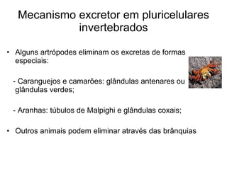 Mecanismo excretor em pluricelulares
             invertebrados

• Alguns artrópodes eliminam os excretas de formas
  especiais:

 - Caranguejos e camarões: glândulas antenares ou
  glândulas verdes;

 - Aranhas: túbulos de Malpighi e glândulas coxais;

• Outros animais podem eliminar através das brânquias
 