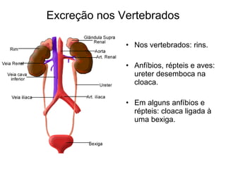 Excreção nos Vertebrados

              • Nos vertebrados: rins.

              • Anfíbios, répteis e aves:
                ureter desemboca na
                cloaca.

              • Em alguns anfíbios e
                répteis: cloaca ligada à
                uma bexiga.
 