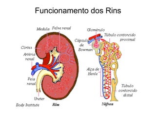 Funcionamento dos Rins
 