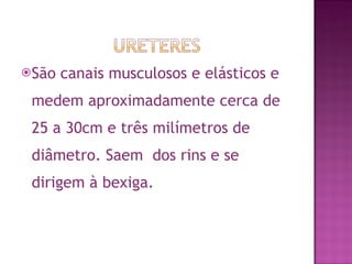 São canais musculosos e elásticos e medem aproximadamente cerca de  25 a 30cm e três milímetros de diâmetro. Saem  dos rins e se dirigem à bexiga.  