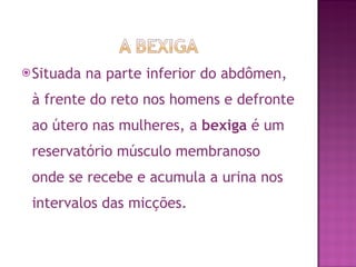 Situada na parte inferior do abdômen, à frente do reto nos homens e defronte ao útero nas mulheres, a  bexiga  é um reservatório músculo membranoso onde se recebe e acumula a urina nos intervalos das micções.  