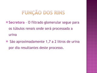 Secretora   – O filtrado glomerular segue para os túbulos renais onde será processada a urina São aproximadamente 1,7 a 2 litros de urina por dia resultantes deste processo.  