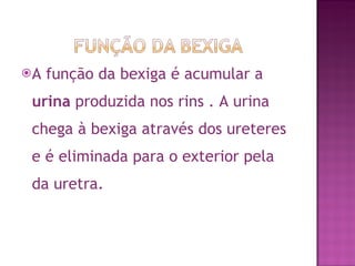 A função da bexiga é acumular a  urina  produzida nos rins . A urina chega à bexiga através dos ureteres e é eliminada para o exterior pela da uretra.  