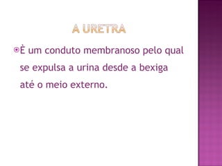 È um conduto membranoso pelo qual se expulsa a urina desde a bexiga até o meio externo. 
