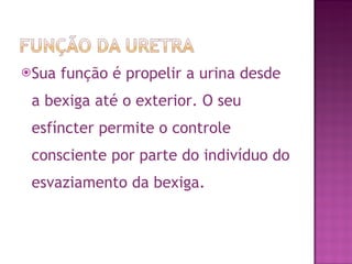 Sua função é propelir a urina desde a bexiga até o exterior. O seu esfíncter permite o controle consciente por parte do indivíduo do esvaziamento da bexiga. 