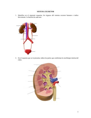 SISTEMA EXCRETOR

1. Identifica en el siguiente esquema, los órganos del sistema excretor humano e indica
   brevemente la función de cada uno.




2. En el esquema que se te presenta, indica las partes que conforman la morfología interna del
   riñón.




                                                                                            1
 