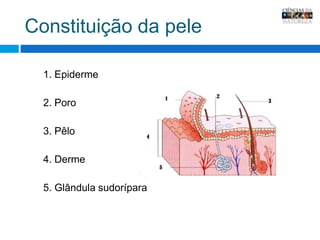 Constituição da pele1. Epiderme2. Poro3. Pêlo4. Derme5. Glândula sudorípara