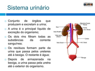 Sistema urinárioConjunto de órgãos que produzem e excretam a urina;A urina é o principal líquido de excreção do organismo;Os dois rins filtram todas as substâncias da corrente sanguínea;Os resíduos formam parte da urina que passa pelos ureteres até à bexiga. O restante é água;Depois de armazenada na bexiga, a urina passa pela uretra até o exterior do organismo. 