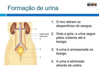 Formação de urinaO rins retiram os desperdícios do sangue;Gota a gota, a urina segue pelos ureteres até à bexiga;A urina é armazenada na bexiga;A urina é eliminada através da uretra.