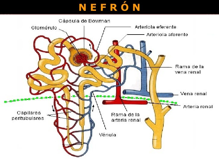 sistema-excretor