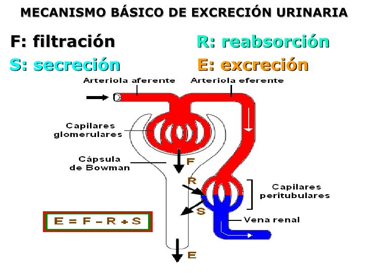 Sistema Excretor