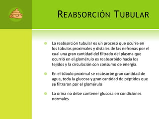 Reabsorción TubularLa reabsorción tubular es un proceso que ocurre en los túbulos proximales y distales de las nefronas por el cual una gran cantidad del filtrado del plasma que ocurrió en el glomérulo es reabsorbido hacia los tejidos y la circulación con consumo de energía. En el túbulo proximal se reabsorbe gran cantidad de agua, toda la glucosa y gran cantidad de péptidos que se filtraron por el glomérulo La orina no debe contener glucosa en condiciones normales