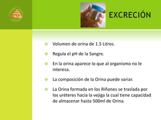 excreciónVolumen de orina de 1.5 Litros.Regula el pH de la Sangre.En la orina aparece lo que al organismo no le interesa.La composición de la Orina puede variar.La Orina formada en los Riñones se traslada por los uréteres hacia la vejiga la cual tiene capacidad de almacenar hasta 500ml de Orina.