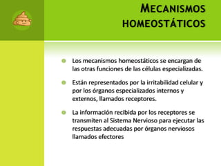 Mecanismos homeostáticosLos mecanismos homeostáticos se encargan de las otras funciones de las células especializadas.Están representados por la irritabilidad celular y por los órganos especializados internos y externos, llamados receptores.La información recibida por los receptores se transmiten al Sistema Nervioso para ejecutar las respuestas adecuadas por órganos nerviosos llamados efectores