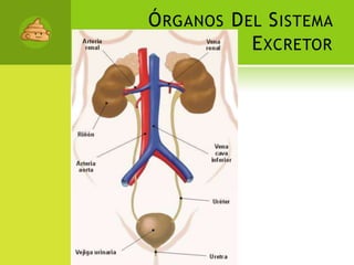 Órganos Del Sistema Excretor