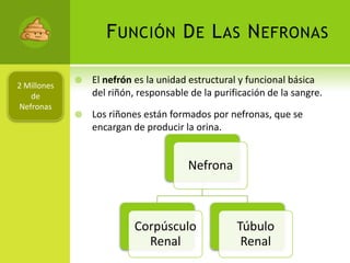Función De Las NefronasEl nefrón es la unidad estructural y funcional básica del riñón, responsable de la purificación de la sangre.Los riñones están formados por nefronas, que se encargan de producir la orina.2 Millones de Nefronas