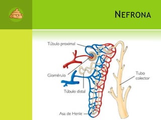 Nefrona