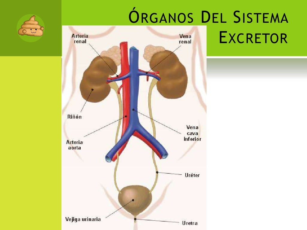 Sistema Excretor