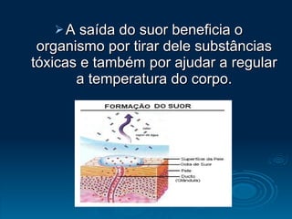 A saída do suor beneficia o organismo por tirar dele substâncias tóxicas e também por ajudar a regular a temperatura do corpo. 