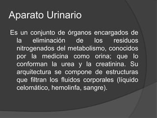 Aparato UrinarioEs un conjunto de órganos encargados de la eliminación de los residuos nitrogenados del metabolismo, conocidos por la medicina como orina; que lo conforman la urea y la creatinina. Su arquitectura se compone de estructuras que filtran los fluidos corporales (líquido celomático, hemolinfa, sangre). 
