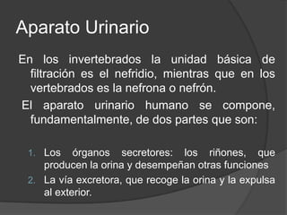 Aparato UrinarioEn los invertebrados la unidad básica de filtración es el nefridio, mientras que en los vertebrados es la nefrona o nefrón. El aparato urinario humano se compone, fundamentalmente, de dos partes que son:Los órganos secretores: los riñones, que producen la orina y desempeñan otras funciones La vía excretora, que recoge la orina y la expulsa al exterior. 