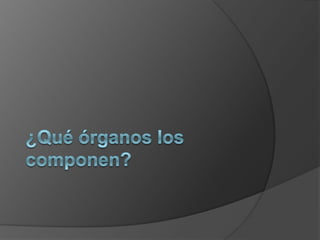 ¿Qué órganos los componen?