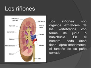 Los riñonesLos riñones son órganos excretores de los vertebrados con forma de judía o habichuela. En el hombre, cada riñón tiene, aproximadamente, el tamaño de su puño cerrado