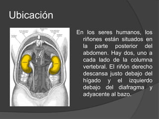 UbicaciónEn los seres humanos, los riñones están situados en la parte posterior del abdomen. Hay dos, uno a cada lado de la columna vertebral. El riñón derecho descansa justo debajo del hígado y el izquierdo debajo del diafragma y adyacente al bazo. 