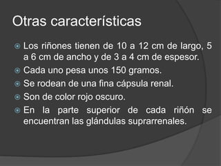 Otras característicasLos riñones tienen de 10 a 12 cm de largo, 5 a 6 cm de ancho y de 3 a 4 cm de espesor.Cada uno pesa unos 150 gramos. Se rodean de una fina cápsula renal. Son de color rojo oscuro.En la parte superior de cada riñón se encuentran las glándulas suprarrenales. 