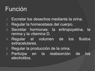 FunciónExcretar los desechos mediante la orina. Regular la homeostasis del cuerpo. Secretar hormonas: la eritropoyetina, la renina y la vitamina D. Regular el volumen de los fluidos extracelulares. Regular la producción de la orina. Participa en la reabsorción de los electrolitos. 