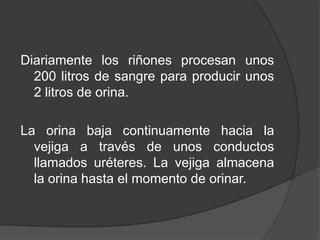 Diariamente los riñones procesan unos 200 litros de sangre para producir unos 2 litros de orina. La orina baja continuamente hacia la vejiga a través de unos conductos llamados uréteres. La vejiga almacena la orina hasta el momento de orinar.