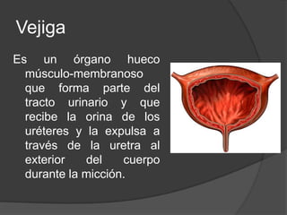 VejigaEs un órgano hueco músculo-membranoso que forma parte del tracto urinario y que recibe la orina de los uréteres y la expulsa a través de la uretra al exterior del cuerpo durante la micción.