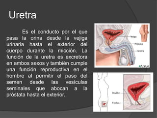 Uretra	Es el conducto por el que pasa la orina desde la vejiga urinaria hasta el exterior del cuerpo durante la micción. La función de la uretra es excretora en ambos sexos y también cumple una función reproductiva en el hombre al permitir el paso del semen desde las vesículas seminales que abocan a la próstata hasta el exterior.