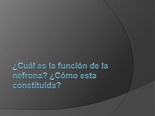 ¿Cuál es la función de la nefrona? ¿Cómo esta constituida?