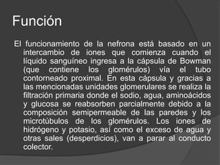 FunciónEl funcionamiento de la nefrona está basado en un intercambio de iones que comienza cuando el líquido sanguíneo ingresa a la cápsula de Bowman (que contiene los glomérulos) vía el tubo contorneado proximal. En esta cápsula y gracias a las mencionadas unidades glomerulares se realiza la filtración primaria donde el sodio, agua, aminoácidos y glucosa se reabsorben parcialmente debido a la composición semipermeable de las paredes y los microtúbulos de los glomérulos. Los iones de hidrógeno y potasio, así como el exceso de agua y otras sales (desperdicios), van a parar al conducto colector.