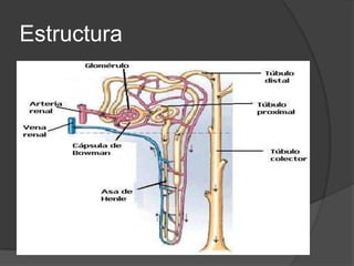 Estructura