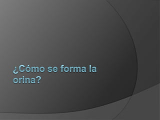 ¿Cómo se forma la orina?