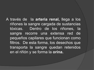 A través de  la arteria renal, llega a los riñones la sangre cargada de sustancias tóxicas.  Dentro de los riñones, la sangre recorre una extensa red de pequeños capilares que funcionan como filtros.  De esta forma, los desechos que transporta la sangre quedan retenidos en el riñón y se forma la orina.